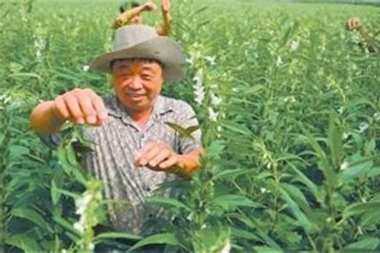 芝麻开花期间有哪些相关管理技巧？