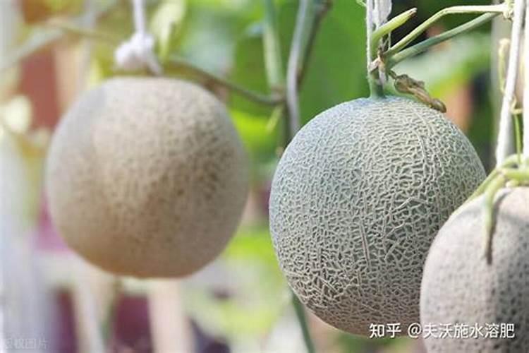 让甜瓜快速增甜的几种方法