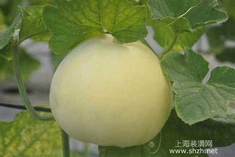 种甜瓜用什么肥料最好