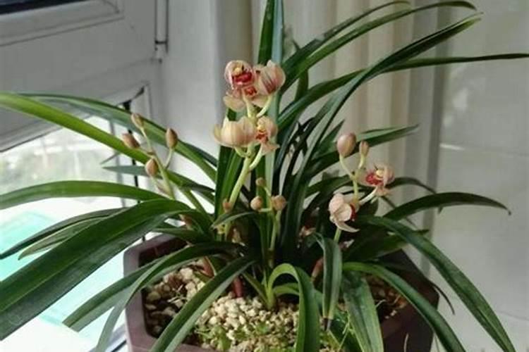 兰花能施硼肥吗
