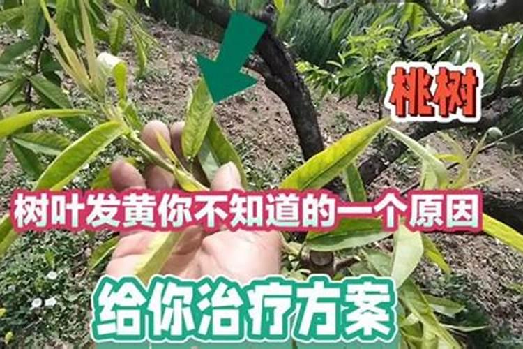桃树的叶面肥有哪些