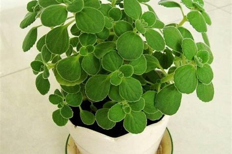 如何给碰碰香多肉植物施肥