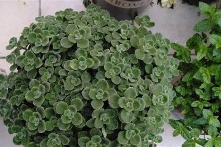 碰碰香怎么施肥