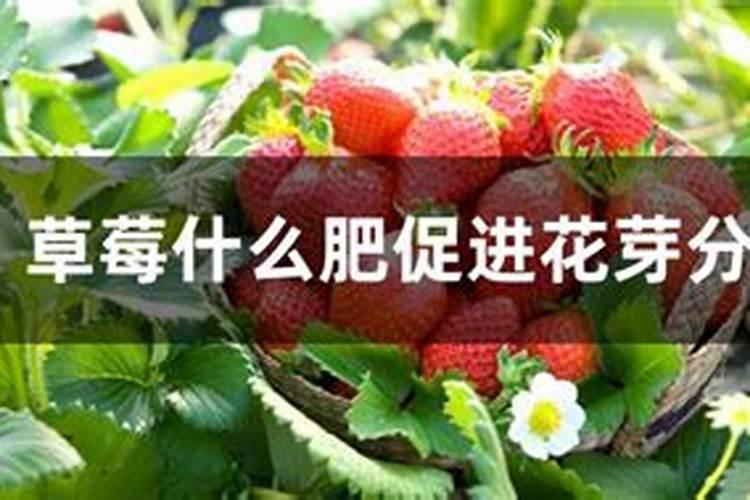 草莓花芽分化用什么药？