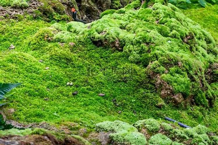 苔藓用什么肥