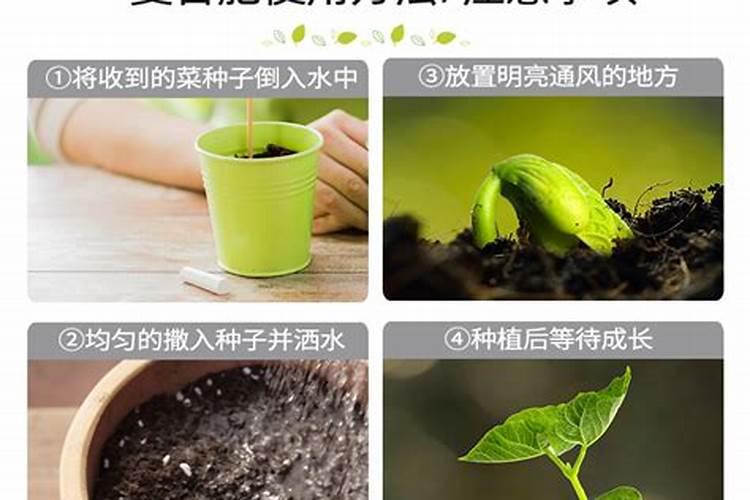 新手必看,如何配置营养土及施肥