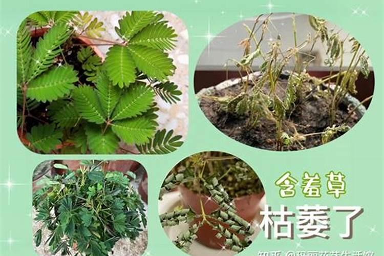 蒜苗施什么肥最好