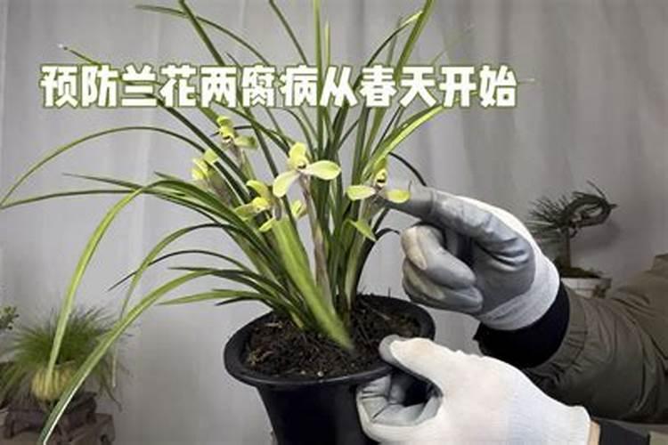 请养兰大师帮救兰花,好像根腐病,怎么？