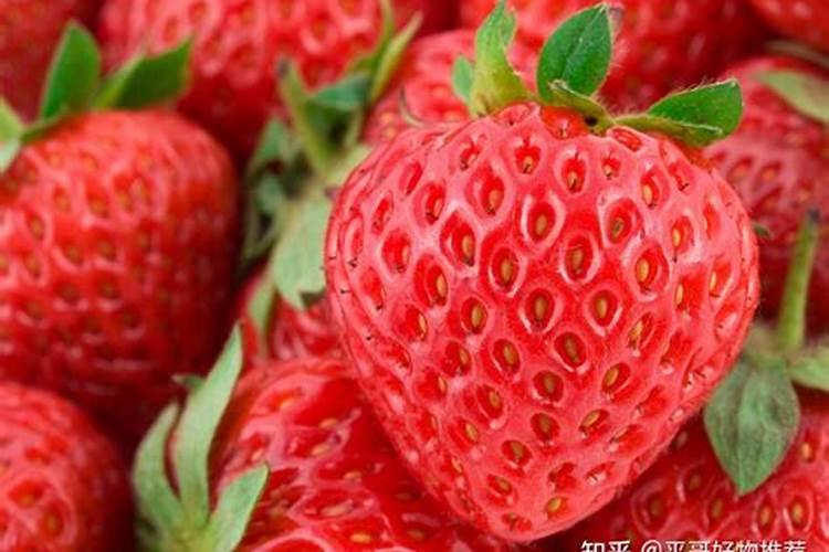 草莓施肥用什么肥料 草莓施肥使用的肥料介绍
