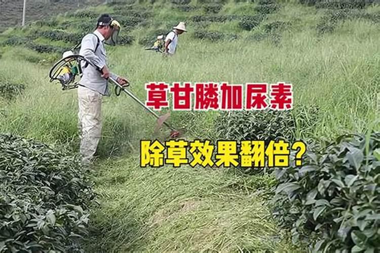 一亩油菜需要多少尿素 油菜叶面能不能喷施尿素