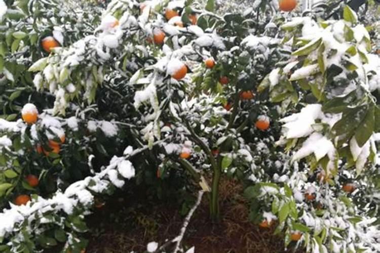 柑橘冬季防冻技术