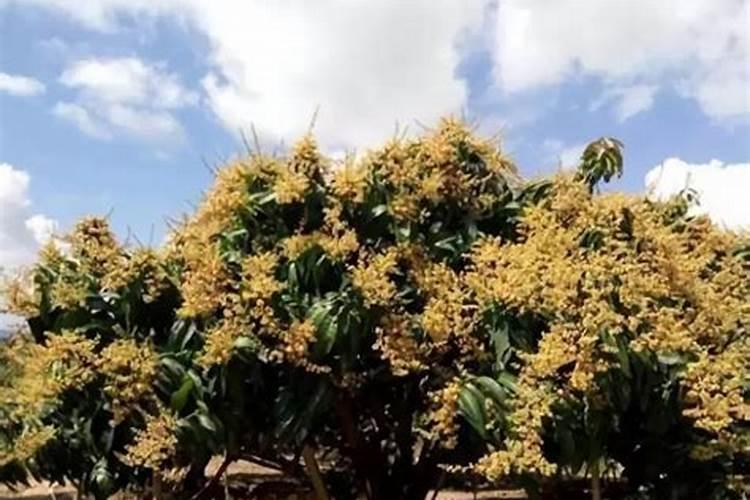 芒果新叶长这样怎么打药？