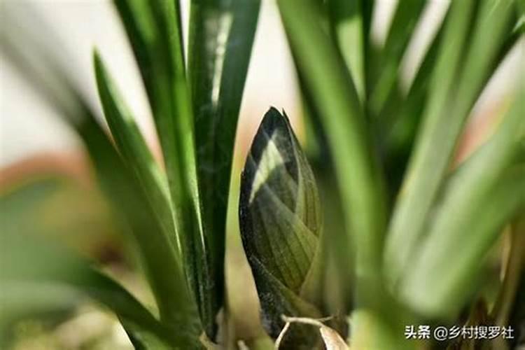 兰花几月份施磷酸二氢钾最佳