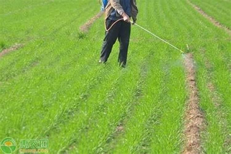 请问一下柴胡苗后打什么除草剂不伤苗