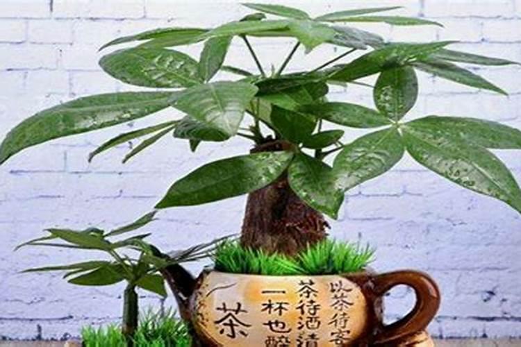 发财树上什么肥料好,怎么施肥