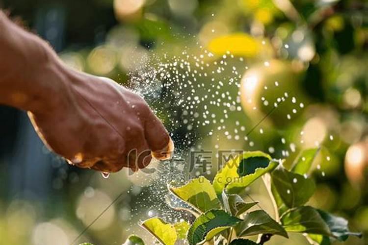 苹果几月份打硼好