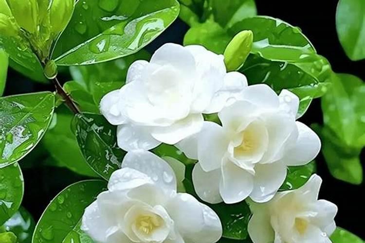 茉莉花枝条剪下来怎么培养生根