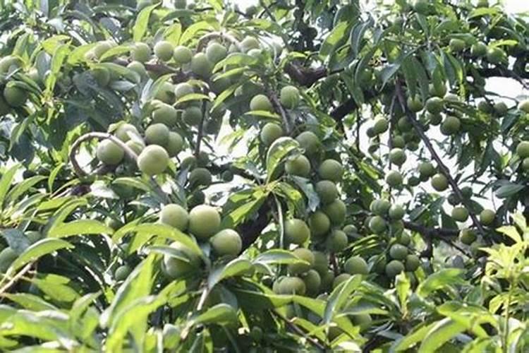 花草施肥在什么时间最好;刚种的花可以施肥吗