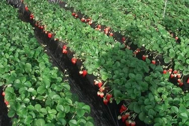 草莓需要施什么肥料