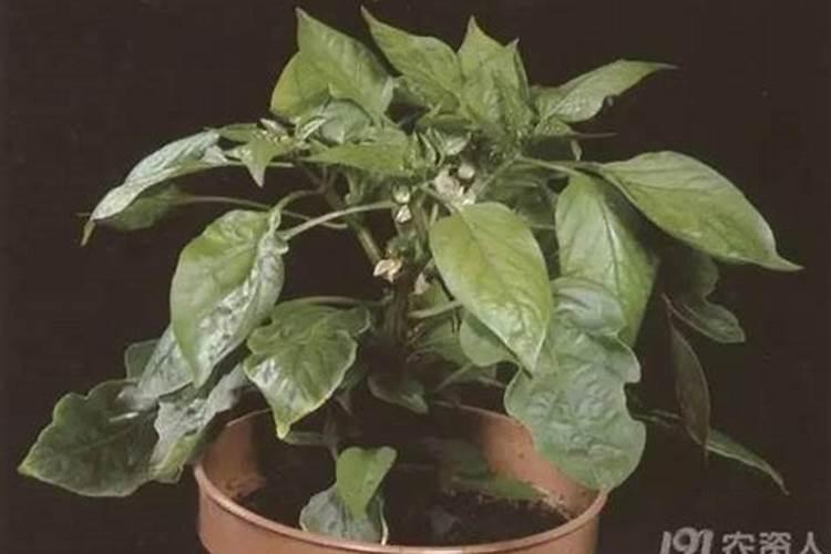 辣椒什么时候施用磷肥效果好？