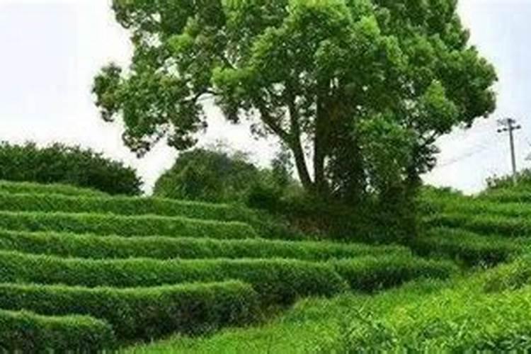 种茶叶如何喷施叶面肥好