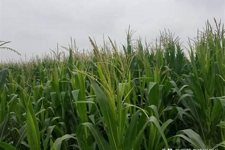 玉米受粉时能打杀菌剂和防虫里吗