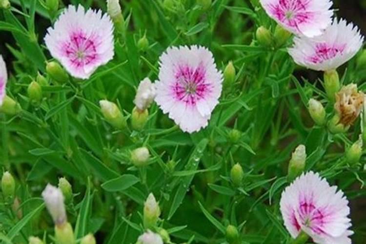 石竹梅鲜切花怎么种植