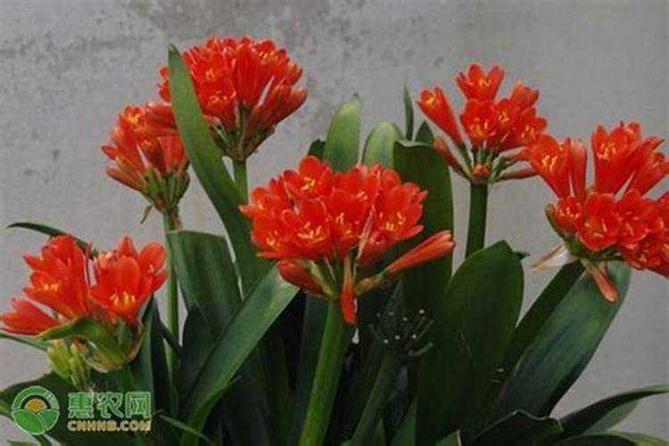 君子兰能浇磷酸二氢钾吗？