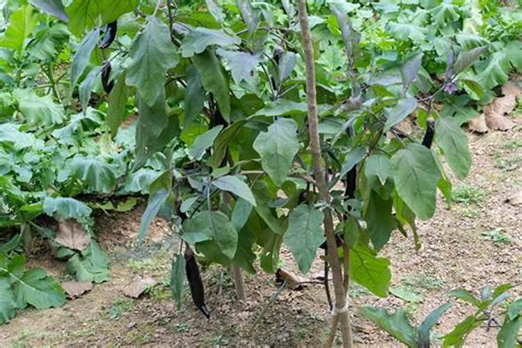 种茄子用什么肥料最好