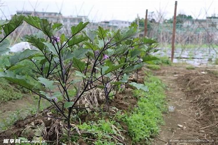 秋茬蔬菜种植,如何根据种植,获得高产？
