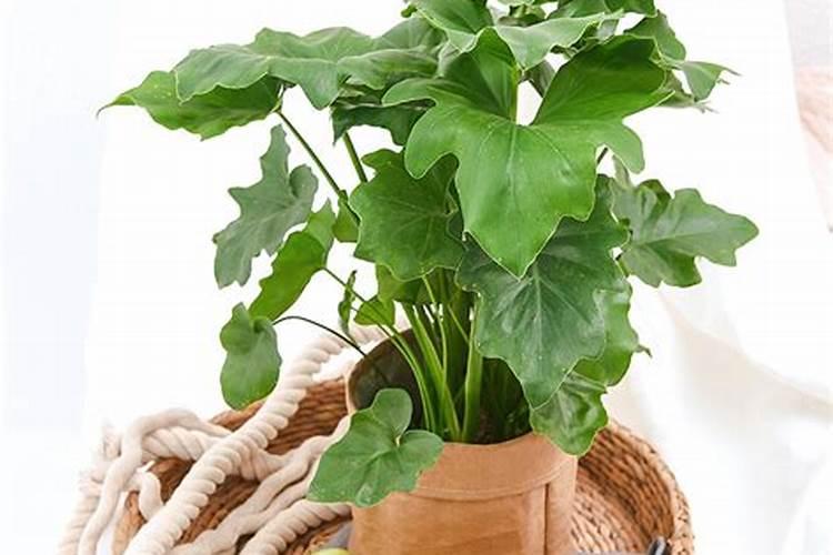 春芋栽培管理