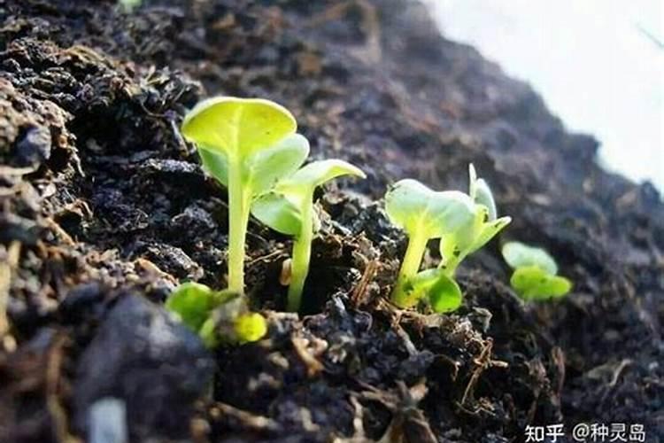 秋季绿化施肥方案