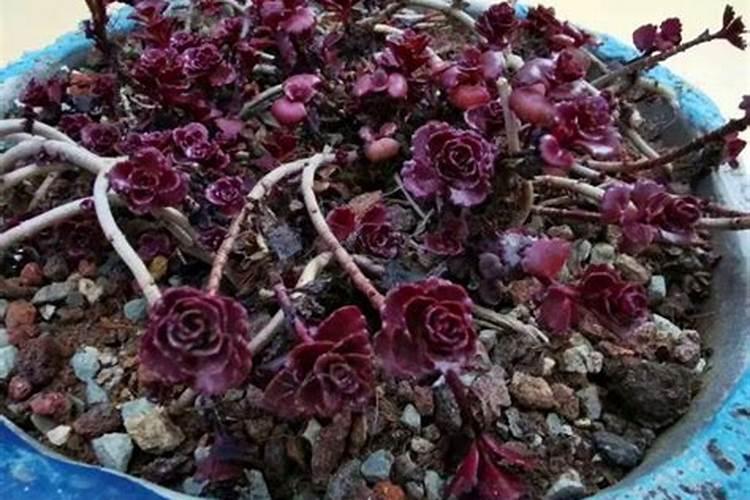 小球玫瑰怎么养爆盆