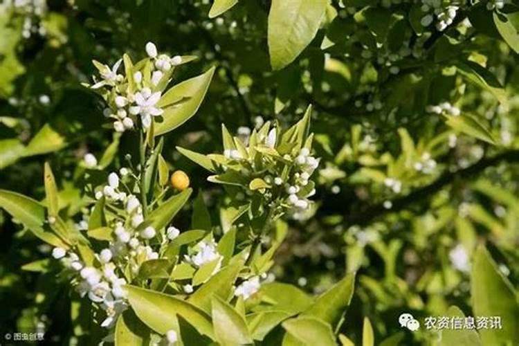 柑橘保花保果用什么药