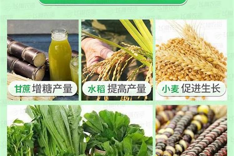 种植甘蔗使用芸苔素有哪些作用？