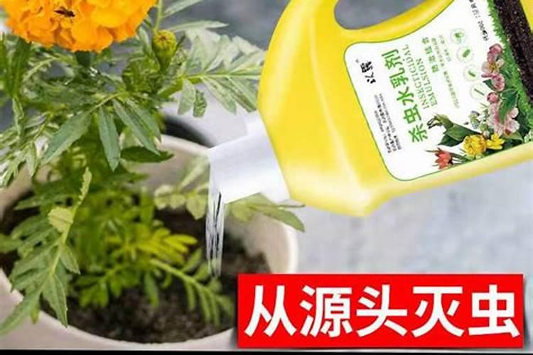 养花时对土壤进行杀虫杀菌哪种药物效果最佳