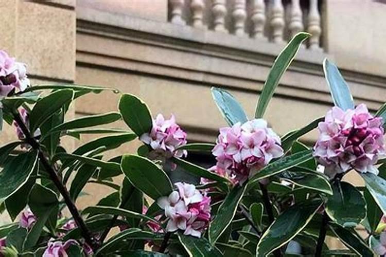 金边瑞香怎样过夏天