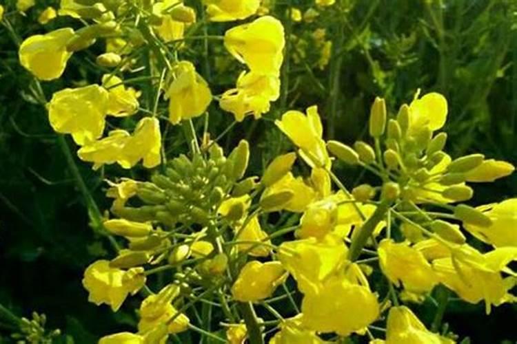 油菜开花施什么肥什么叶面肥好？