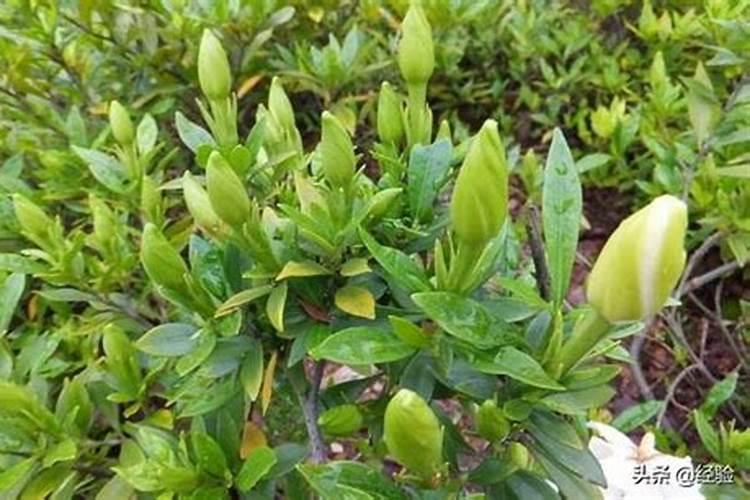 栀子花夏天怎么养