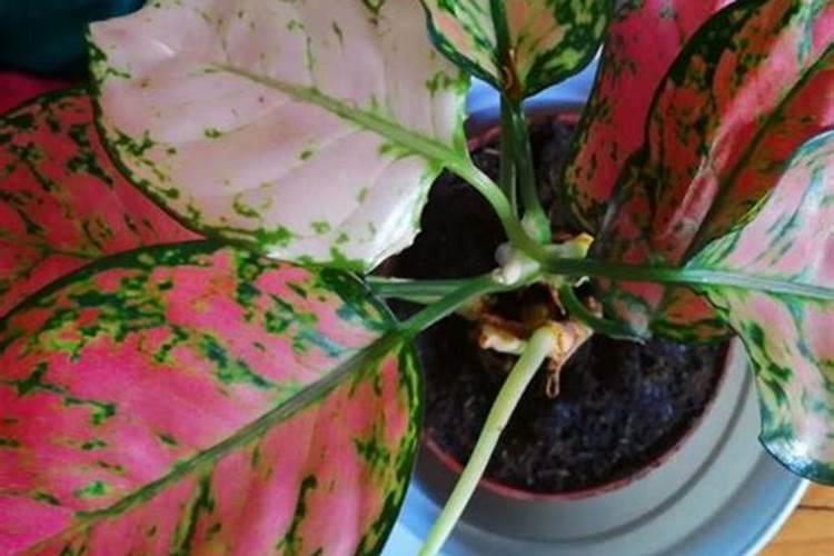 脱落的桂花叶子可以做腐土吗？