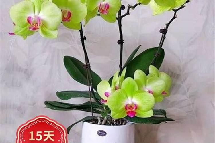 兰花刚出花箭用施肥么