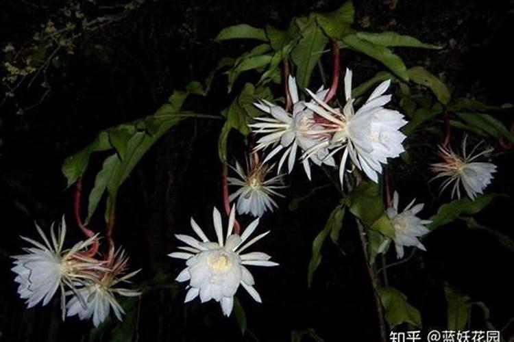 昙花施肥注意事项 昙花施肥需要注意些什么