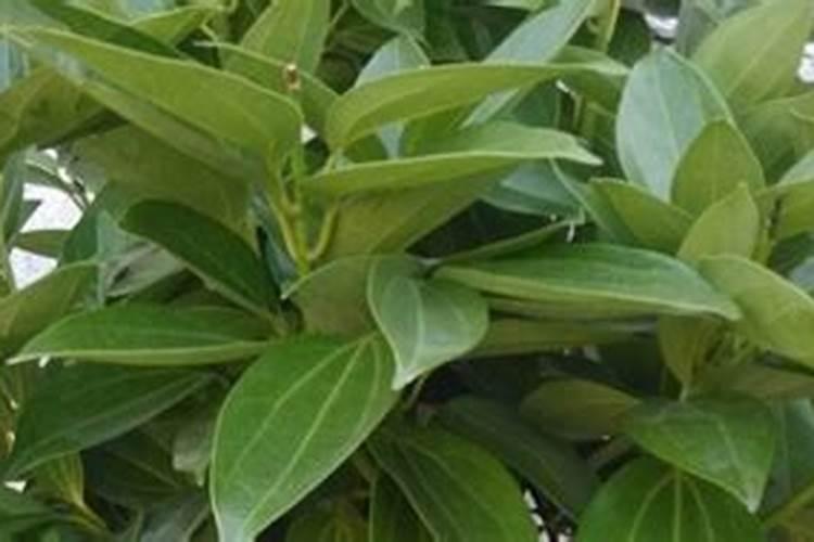 剪完的干花枝可以埋在土里当肥料吗？