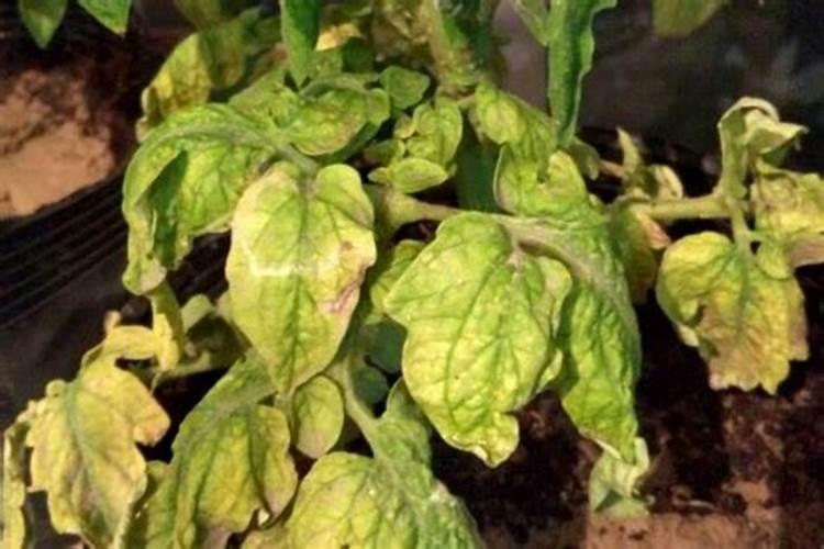 番茄浇水施肥后打蔫是什么原因？