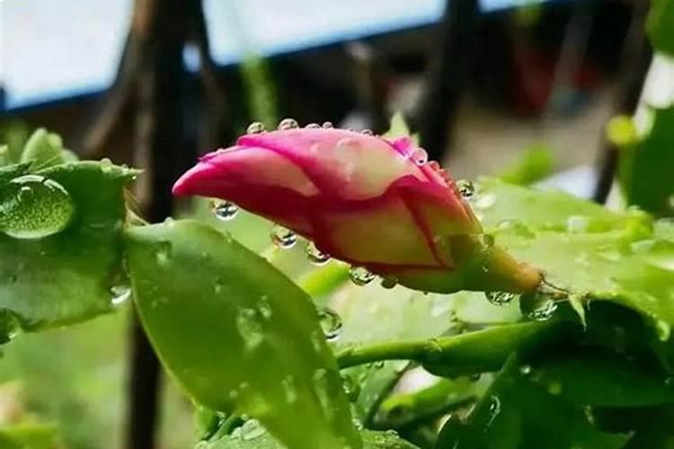 花叶三角梅的养殖方法和注意事项