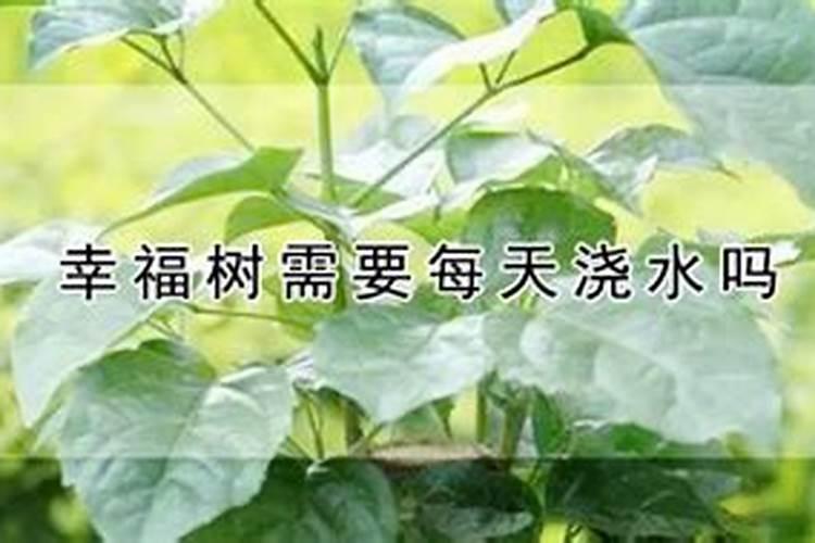 幸福树浇什么水长的旺盛