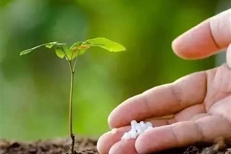 什么可以做植物肥料 – 手机爱问
