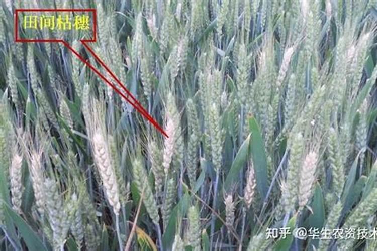 给小麦用叶面肥有需要注意的问题吗？