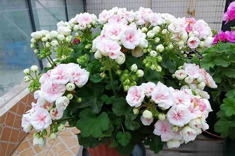 喜欢养天竺葵,学会几点施肥方法,苗壮开花多也不难,如何施肥好呢？