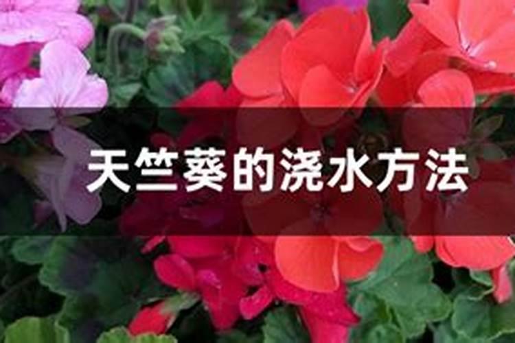 八月下旬,如何养护天竺葵,才能让它开成大花球？